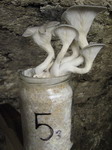 Sterilni substrati